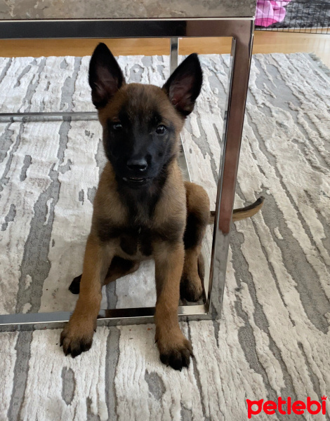 Belçika Malinois, Köpek  Ela fotoğrafı