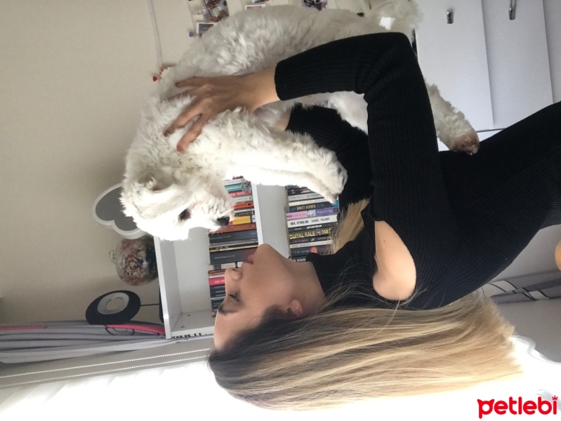 Maltese, Köpek  Oğlum fotoğrafı