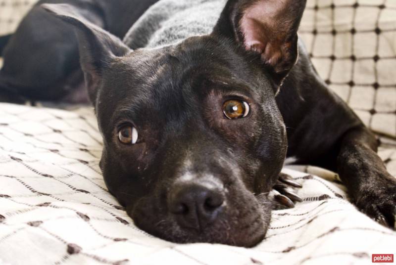 Amerikan Pitbull Terrier, Köpek  Daisy fotoğrafı