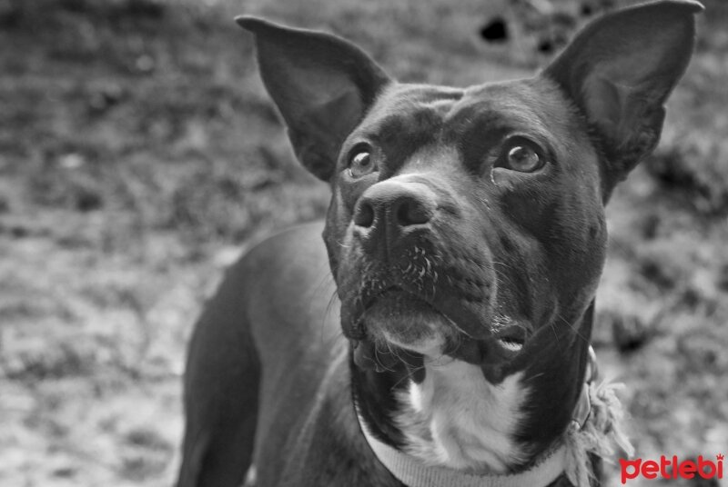 Amerikan Pitbull Terrier, Köpek  Daisy fotoğrafı