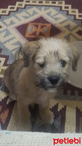 Cairn Terrier, Köpek  Asil fotoğrafı