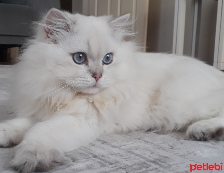 British Shorthair, Kedi  Pamuk fotoğrafı