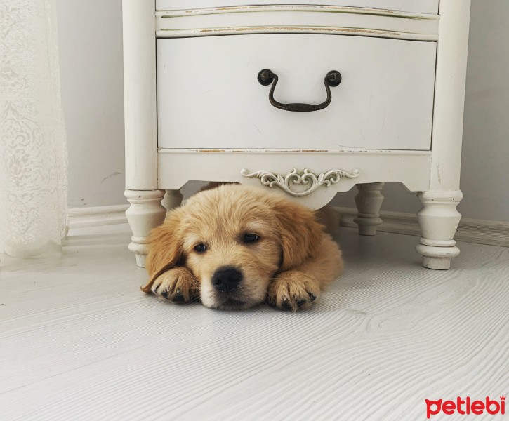 Golden Retriever, Köpek  Alfa fotoğrafı