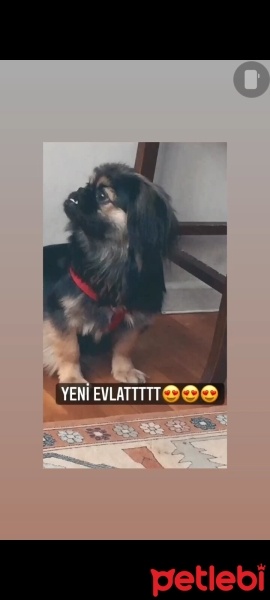 Pekingese, Köpek  Findik fotoğrafı