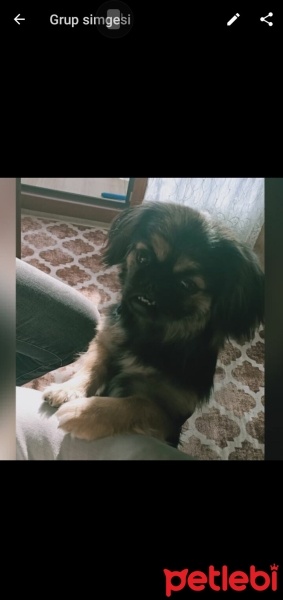 Pekingese, Köpek  Findik fotoğrafı