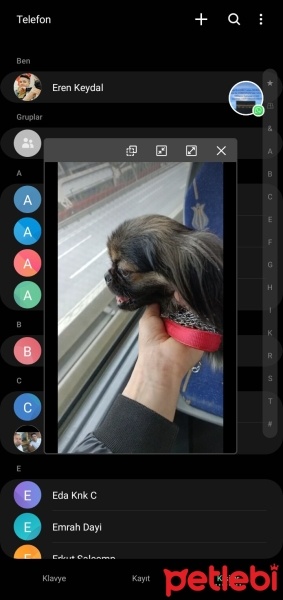 Pekingese, Köpek  Findik fotoğrafı