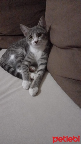 Tekir Kedi, Kedi  Maya fotoğrafı