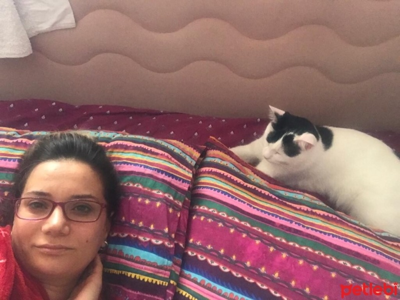 Tuxedo (Smokin) Kedi, Kedi  PATİ fotoğrafı