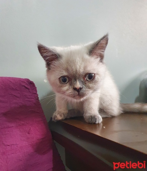 British Shorthair, Kedi  MİA fotoğrafı