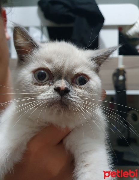 British Shorthair, Kedi  MİA fotoğrafı
