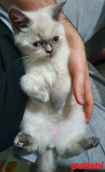 British Shorthair, Kedi  MİA fotoğrafı