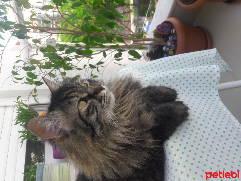 Norwegian Forest, Kedi  Bella fotoğrafı
