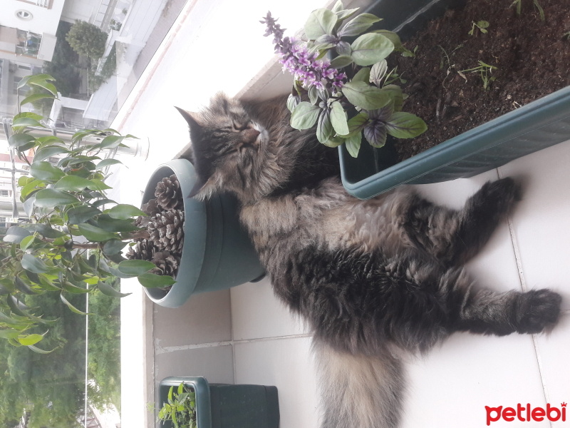 Norwegian Forest, Kedi  Bella fotoğrafı