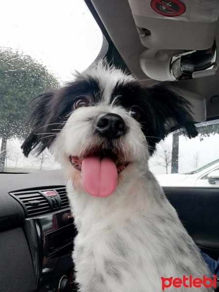Tibet Terrieri, Köpek  ARYA fotoğrafı