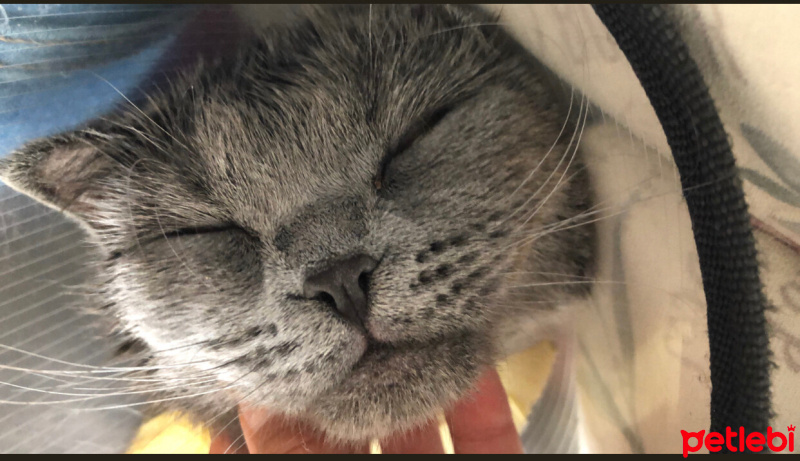 Scottish Fold, Kedi  Zeytin fotoğrafı