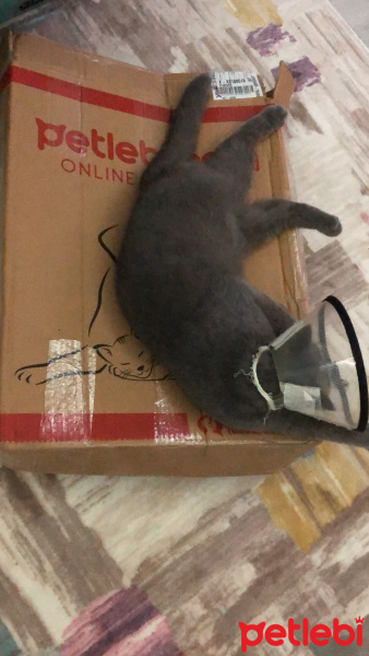 Scottish Fold, Kedi  Zeytin fotoğrafı