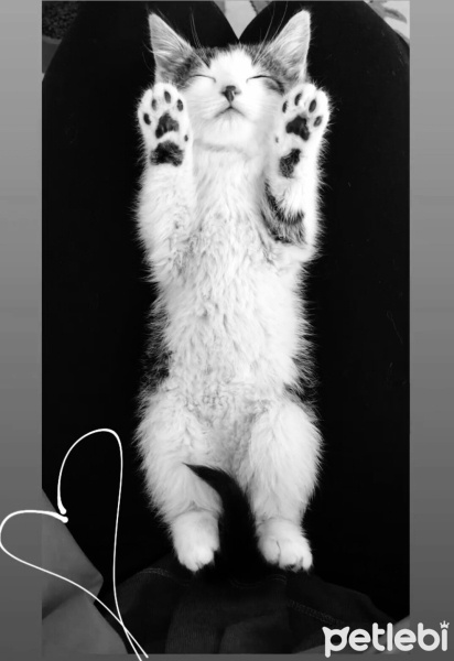 Tekir Kedi, Kedi  Paşa fotoğrafı