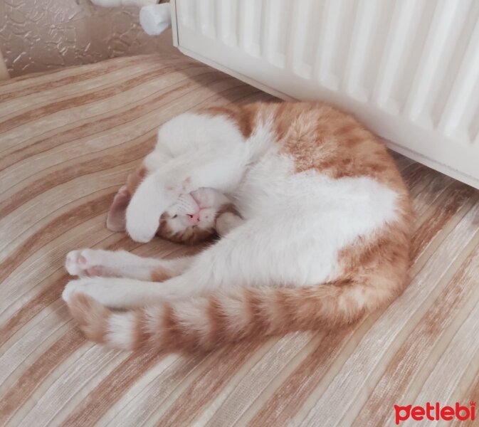 Sarman, Kedi  Daphne fotoğrafı