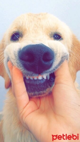 Golden Retriever, Köpek  Venüs fotoğrafı