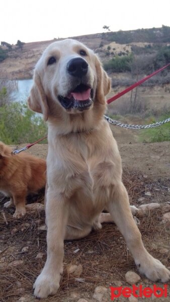 Golden Retriever, Köpek  Venüs fotoğrafı