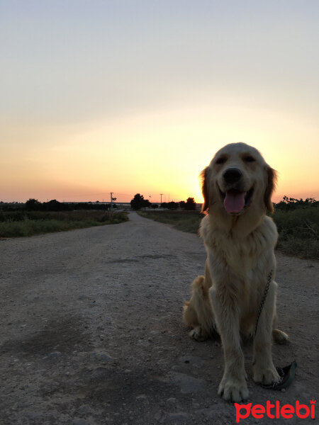 Golden Retriever, Köpek  Venüs fotoğrafı