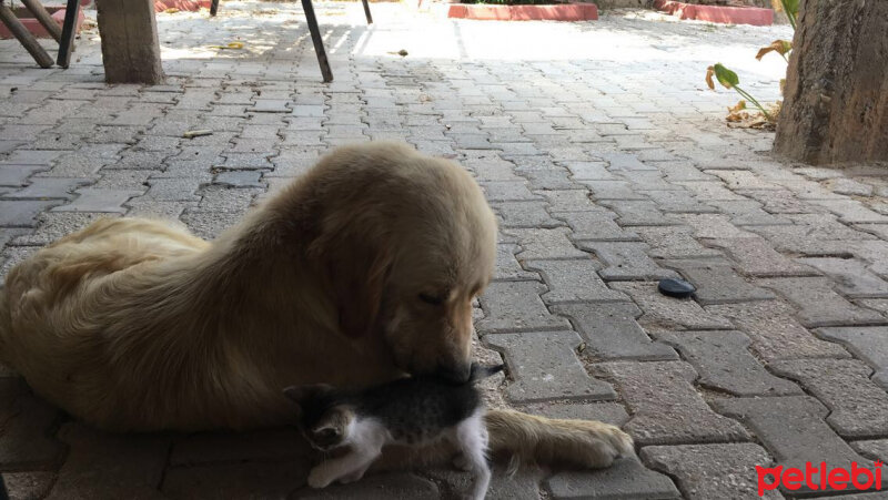 Golden Retriever, Köpek  Venüs fotoğrafı