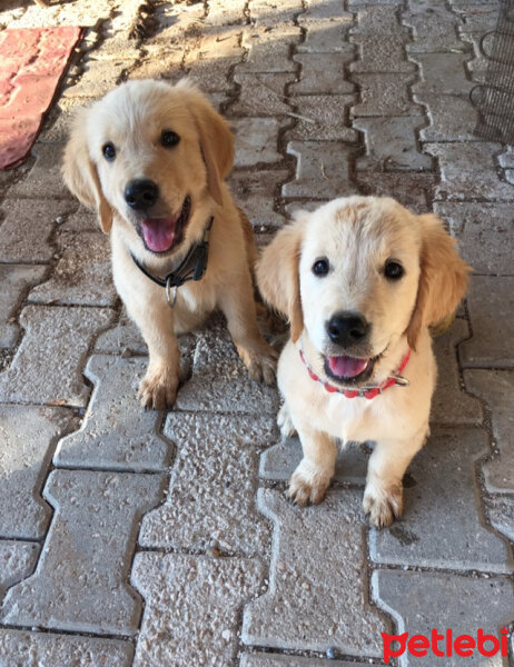 Golden Retriever, Köpek  Venüs fotoğrafı