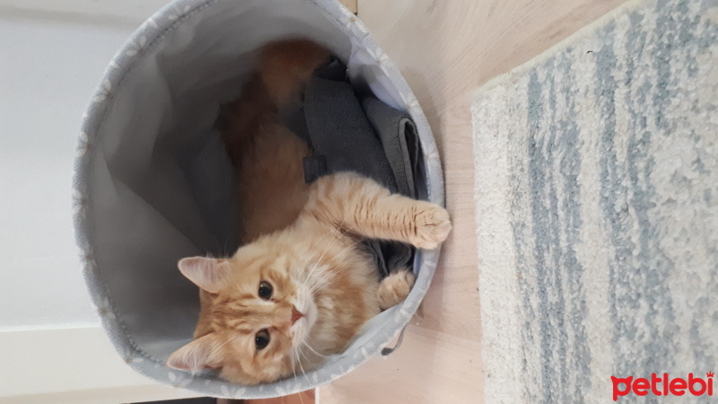 Sarman, Kedi  Limon fotoğrafı