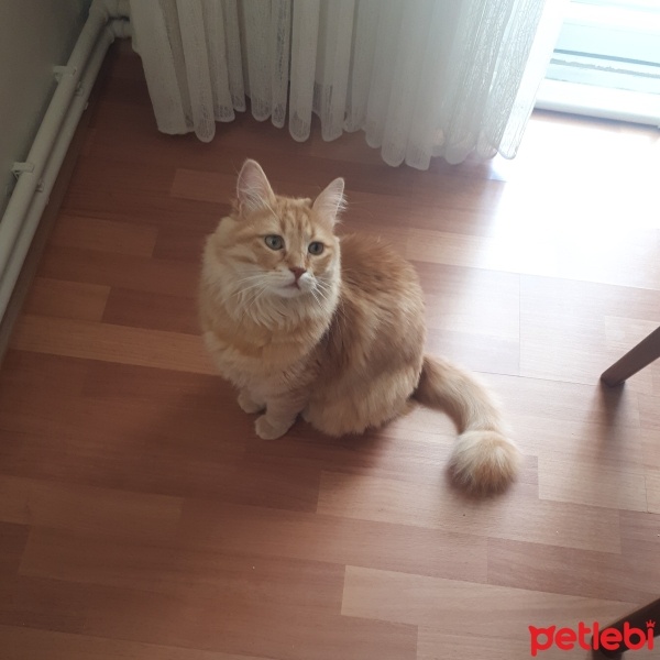 Sarman, Kedi  Limon fotoğrafı
