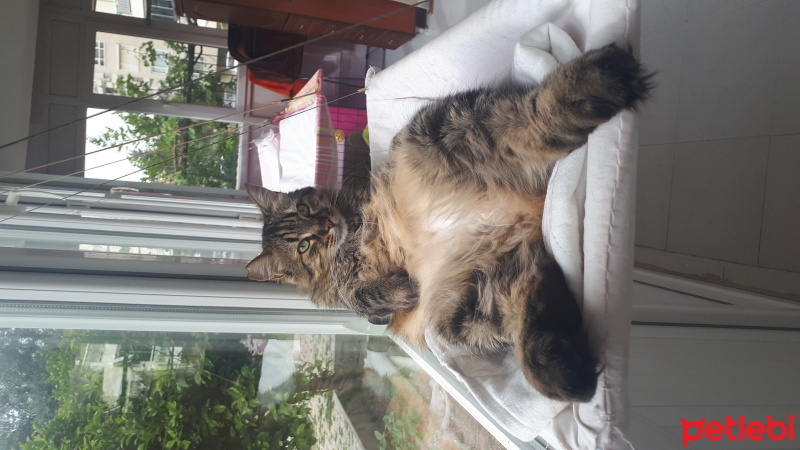 Tekir Kedi, Kedi  Minnoş fotoğrafı