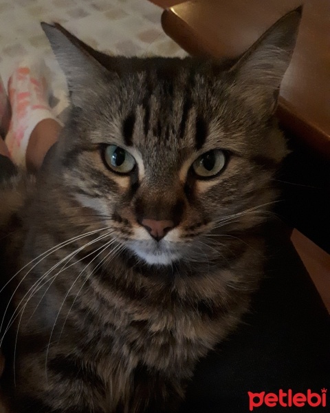 Tekir Kedi, Kedi  Minnoş fotoğrafı