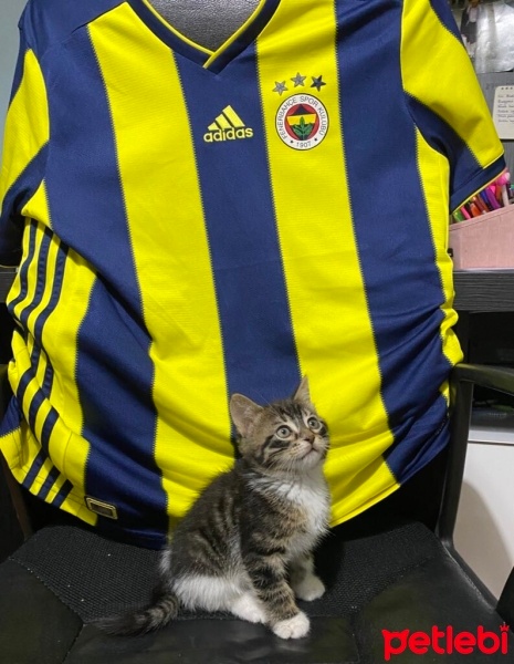 Tekir Kedi, Kedi  Ares fotoğrafı