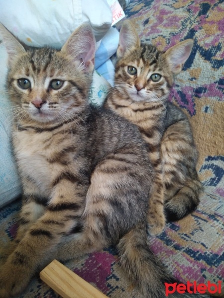 Tekir Kedi, Kedi  İstanbul kaplanları tekir :) fotoğrafı