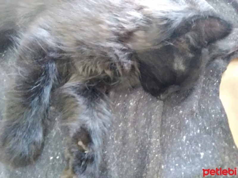 Sarman, Kedi  Karamel fotoğrafı