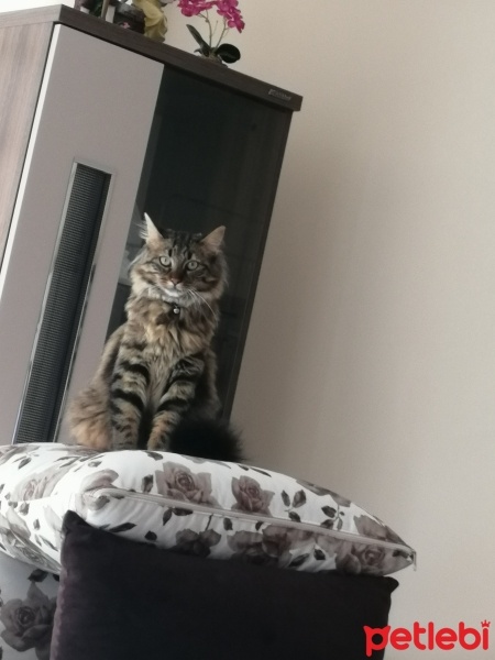 Tekir Kedi, Kedi  Zeytin fotoğrafı