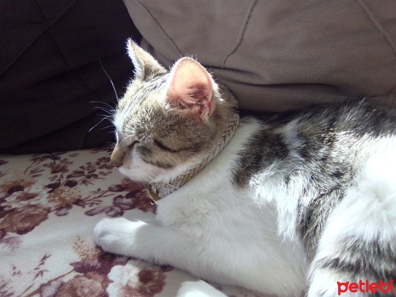 Tekir Kedi, Kedi  Sürmeli fotoğrafı