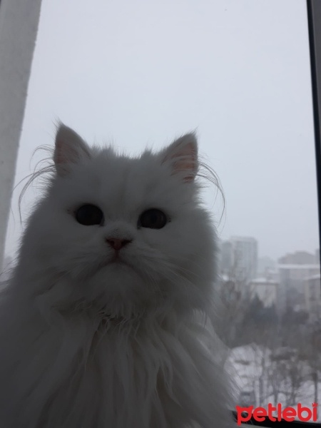 Chinchilla, Kedi  Bihter fotoğrafı