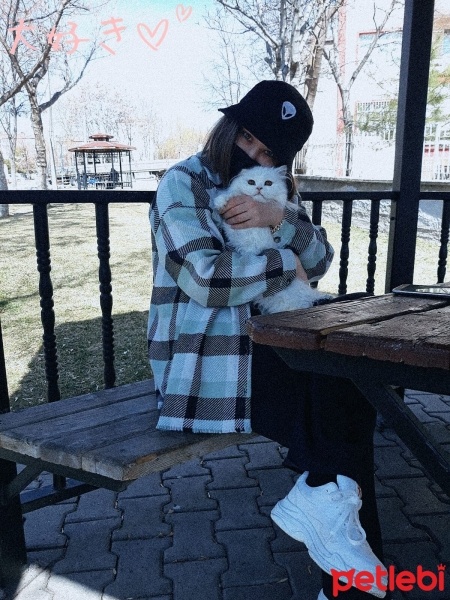Chinchilla, Kedi  Bihter fotoğrafı