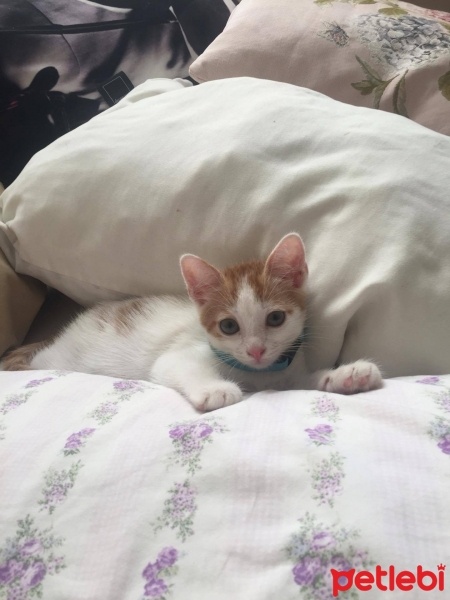 Tekir Kedi, Kedi  Fındık fotoğrafı