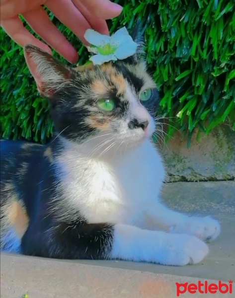Tekir Kedi, Kedi  Bal fotoğrafı
