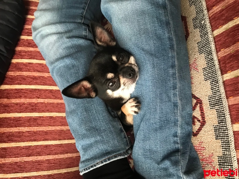 Chihuahua, Köpek  Eva fotoğrafı
