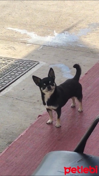 Chihuahua, Köpek  Eva fotoğrafı