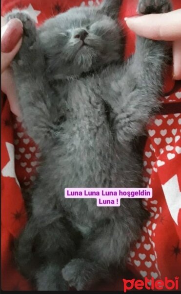 Mavi Rus, Kedi  Luna fotoğrafı