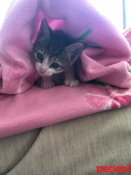 Tekir Kedi, Kedi  Minnoş fotoğrafı