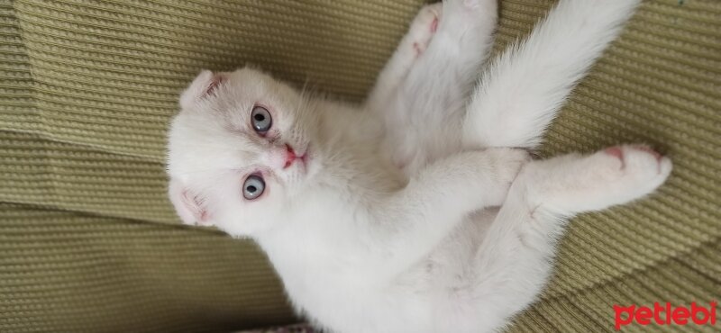 Scottish Fold, Kedi  Lokum fotoğrafı