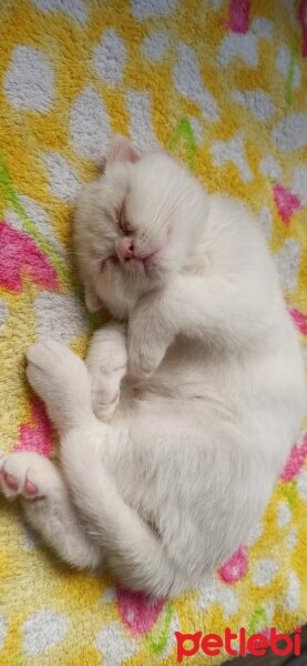 Scottish Fold, Kedi  Lokum fotoğrafı