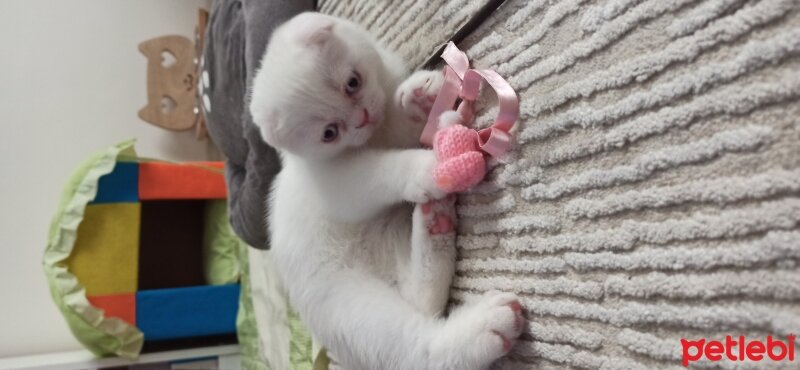 Scottish Fold, Kedi  Lokum fotoğrafı