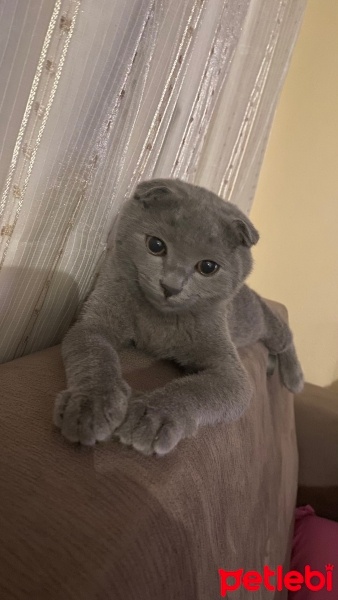 Scottish Fold, Kedi  Duman fotoğrafı