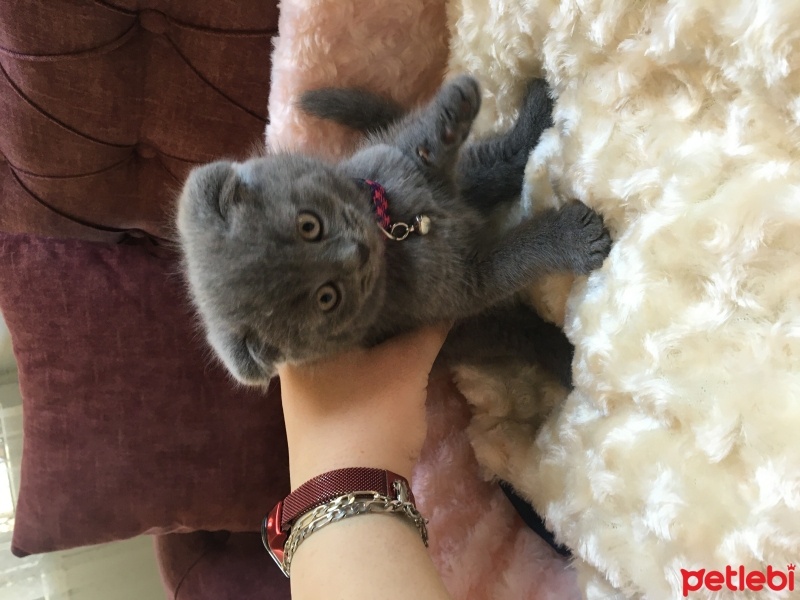 Scottish Fold, Kedi  Duman fotoğrafı