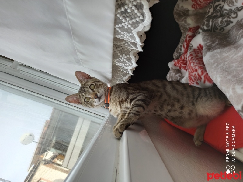 Tekir Kedi, Kedi  Tarçın fotoğrafı